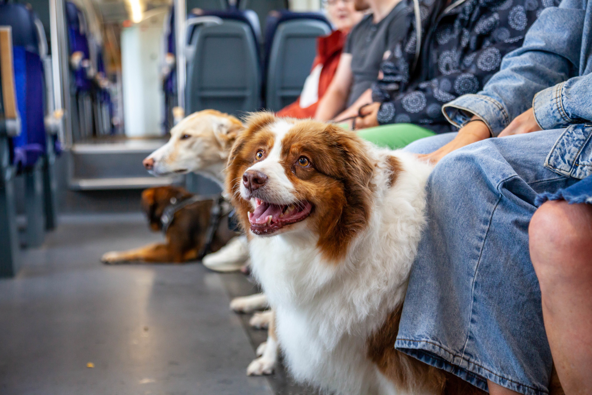 Hunde im Zug - Nimm's Öffi 2 © Regionalverband Großraum Braunschweig