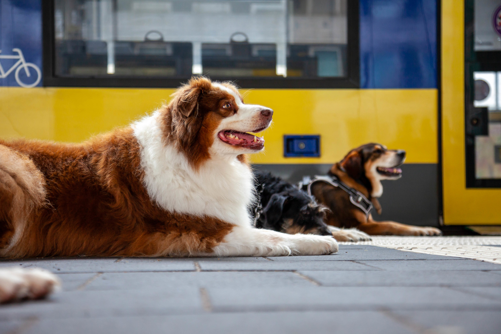Hunde im Zug - Nimm's Öffi 4 © Regionalverband Großraum Braunschweig